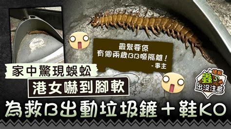 家中蜈蚣|港媽家中驚現蜈蚣 5大天然驅蟲妙招 安全+環保 附7大驅蟲植物